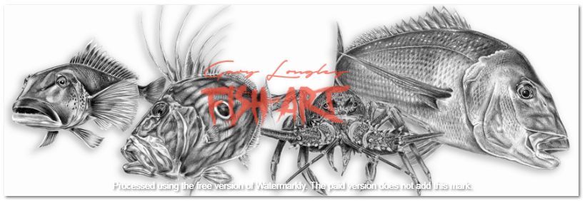 Decals - Snapper Plus