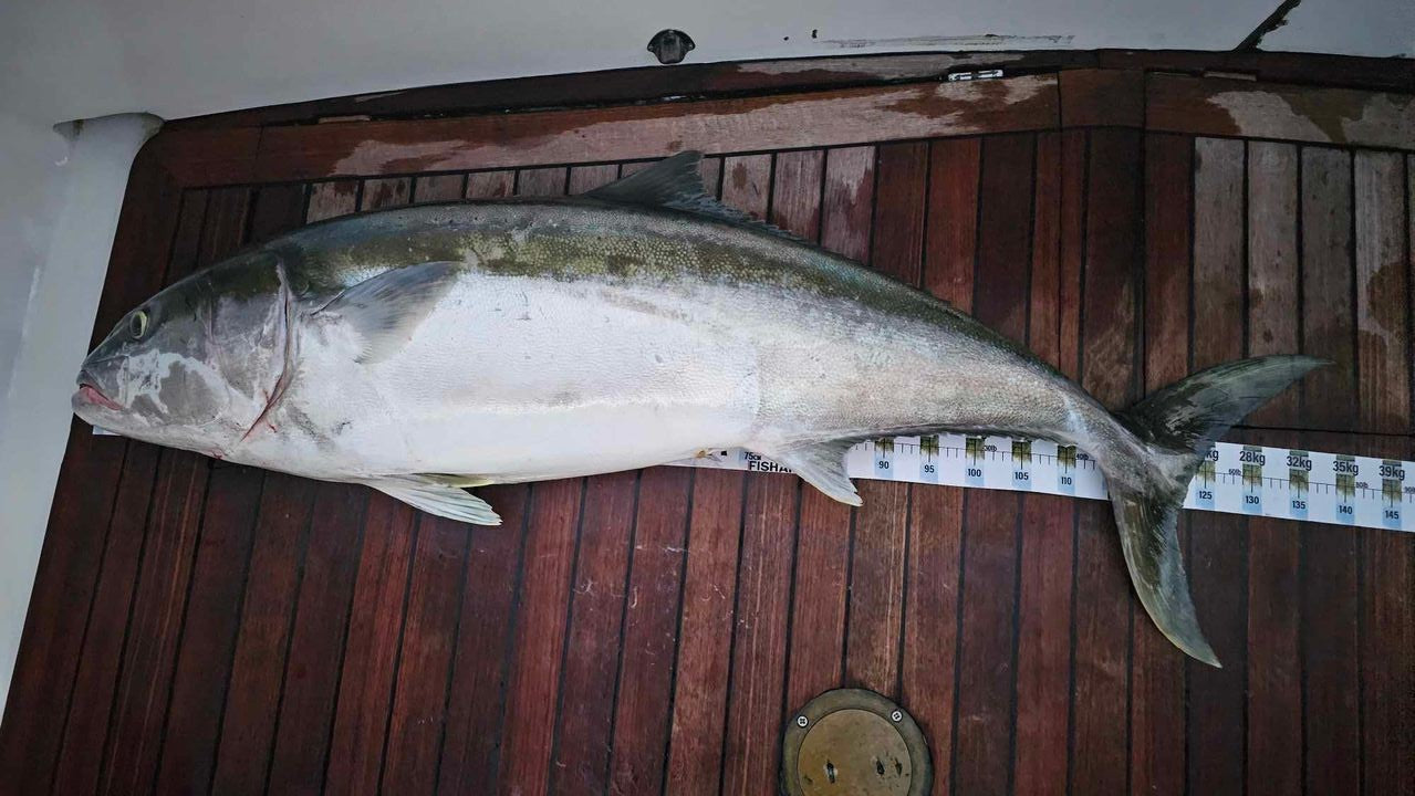 Scale Ruler - Kingfish