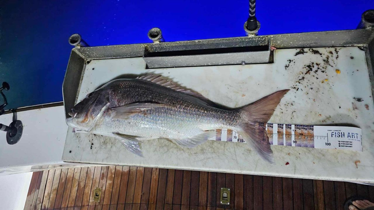 Scale Ruler - Snapper