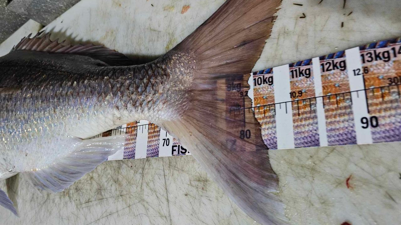 Scale Ruler - Snapper