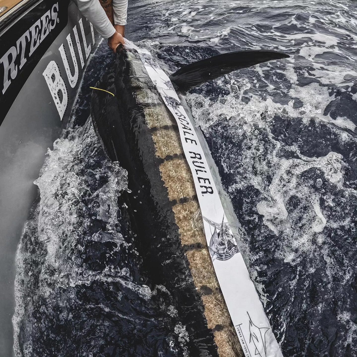 Scale Ruler - Striped Marlin