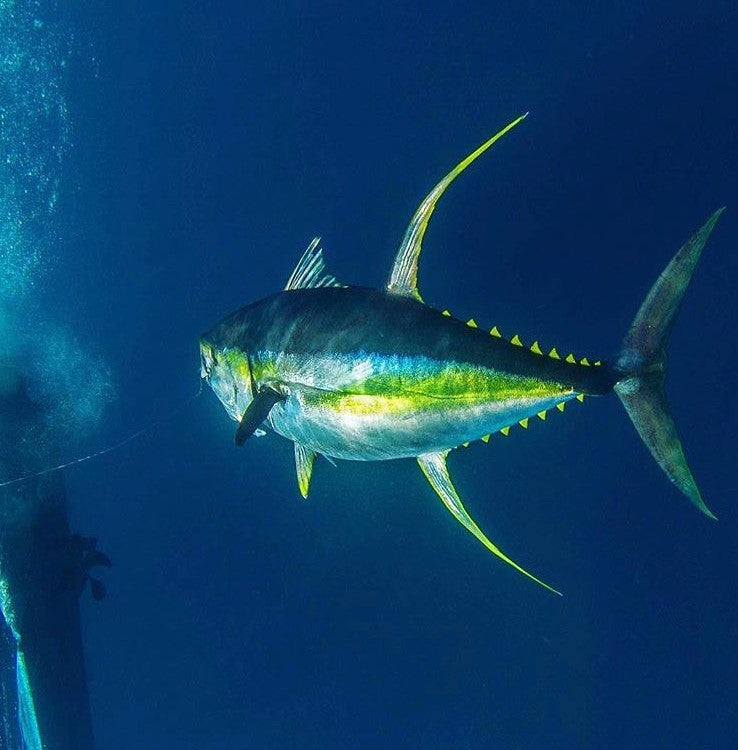 Scale Ruler - Yellowfin Tuna