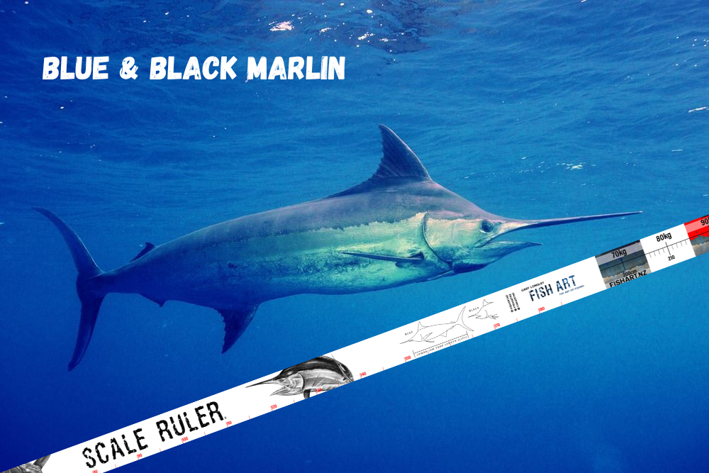 Scale Ruler - Blue and Black Marlin