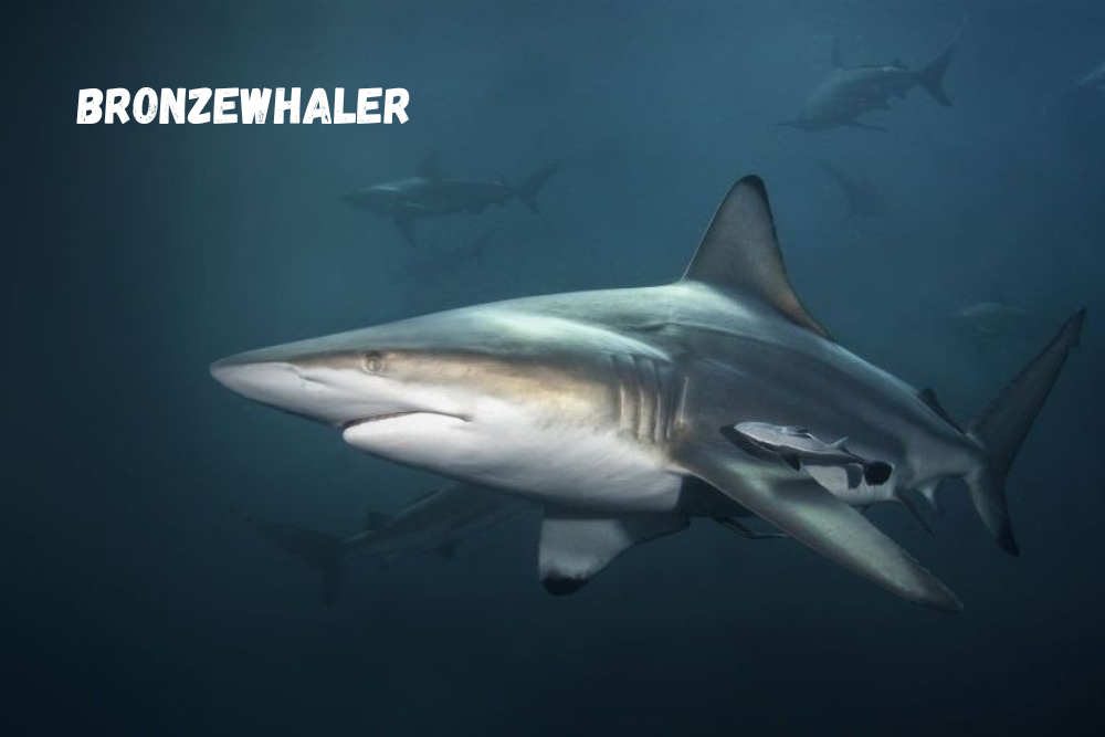Scale Ruler - Bronzewhaler Shark