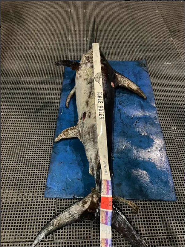 Scale Ruler - Swordfish