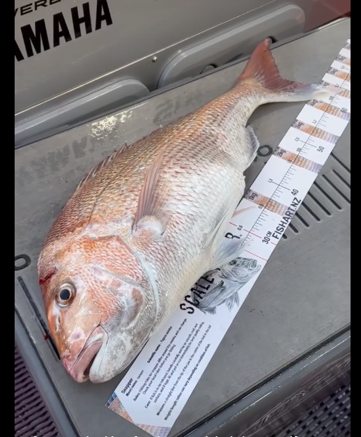 Scale Ruler - Snapper