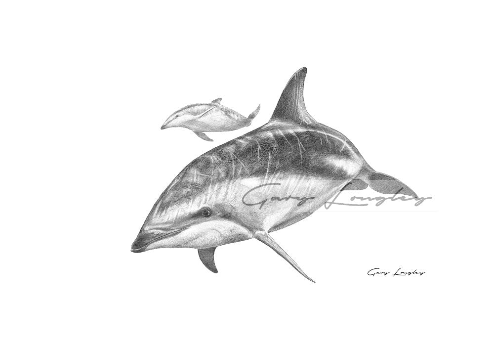 Dusky Dolphin