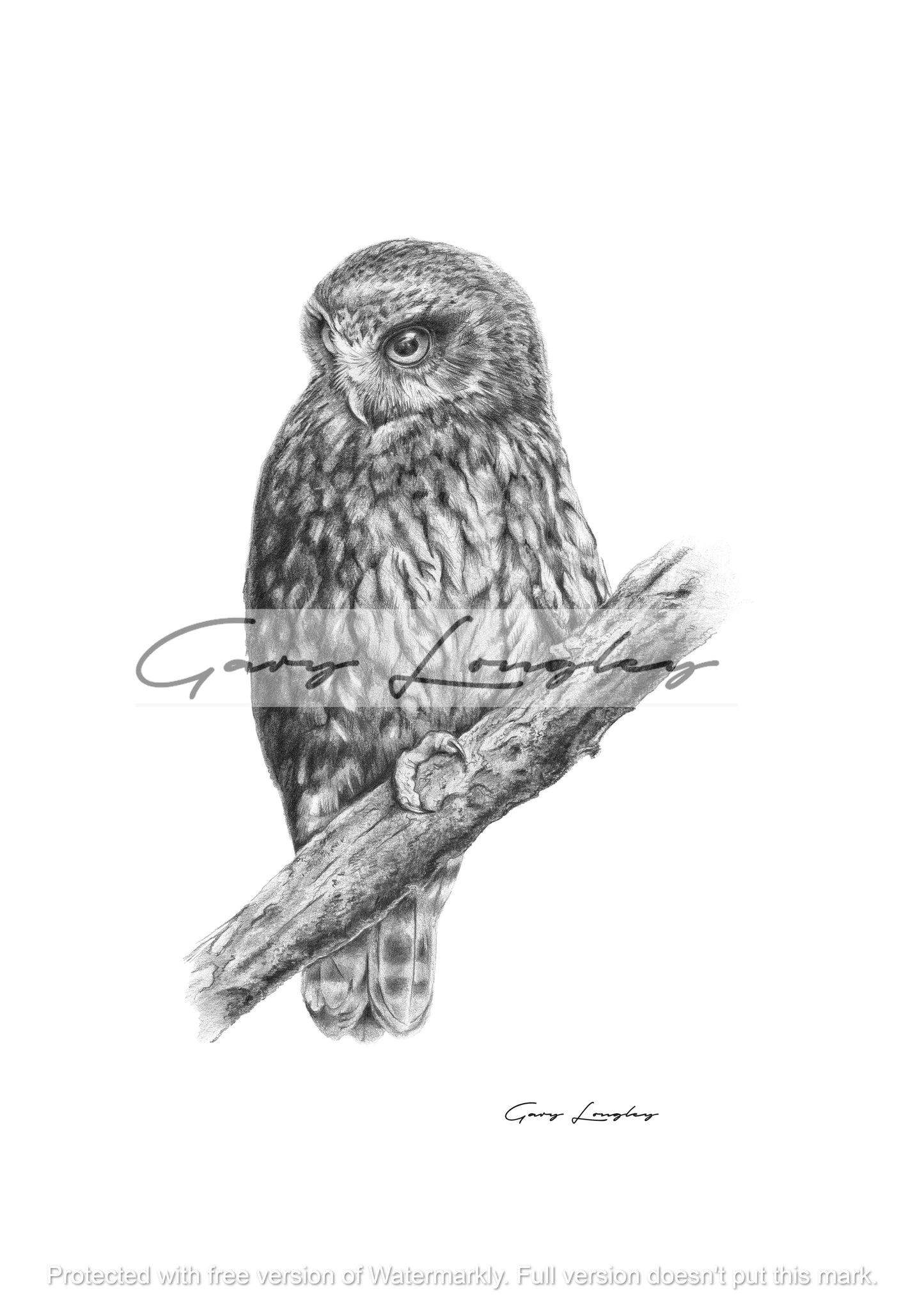 Ruru (Morepork)