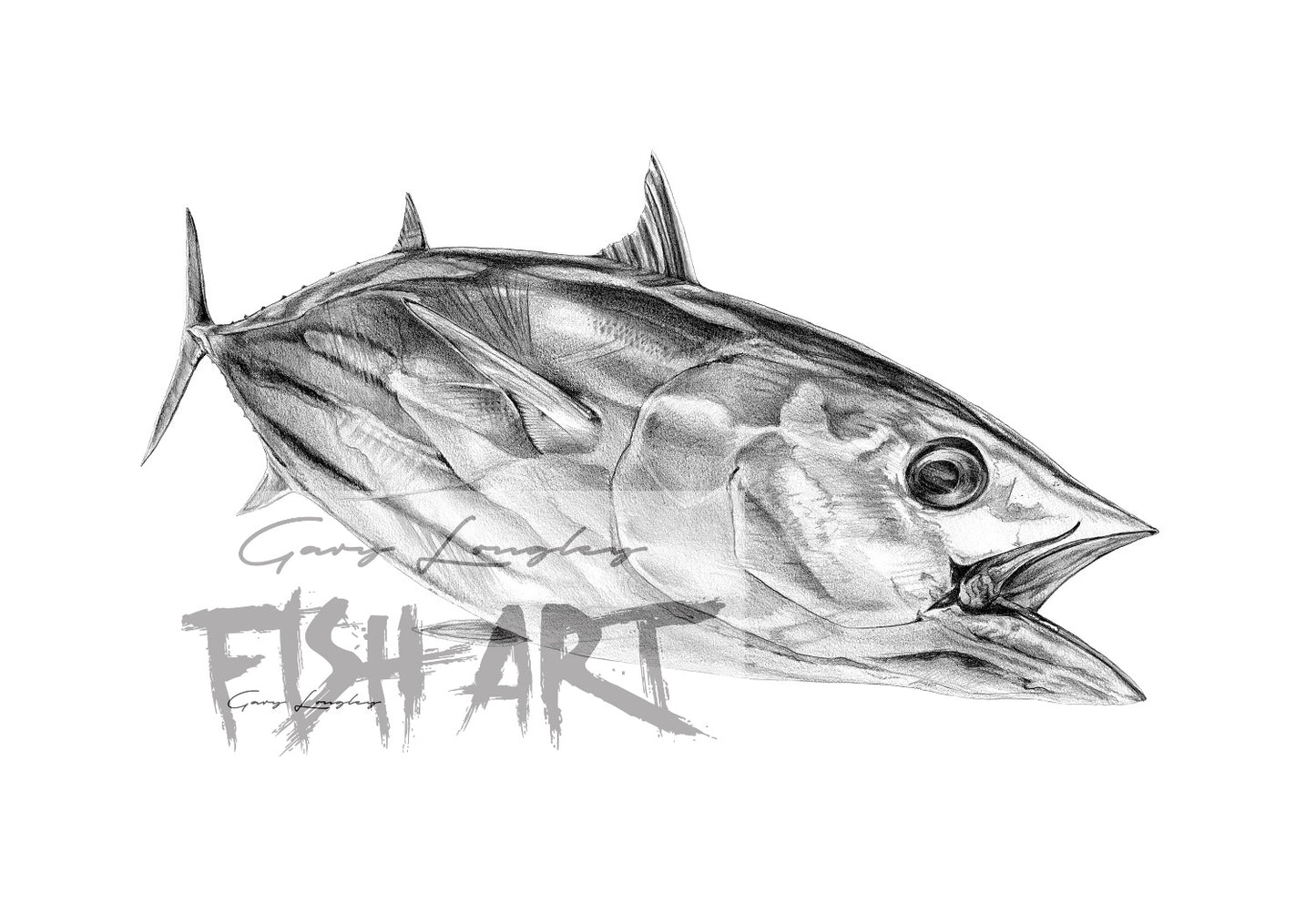 Skipjack Tuna