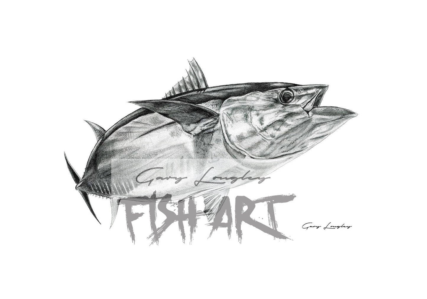Bigeye Tuna