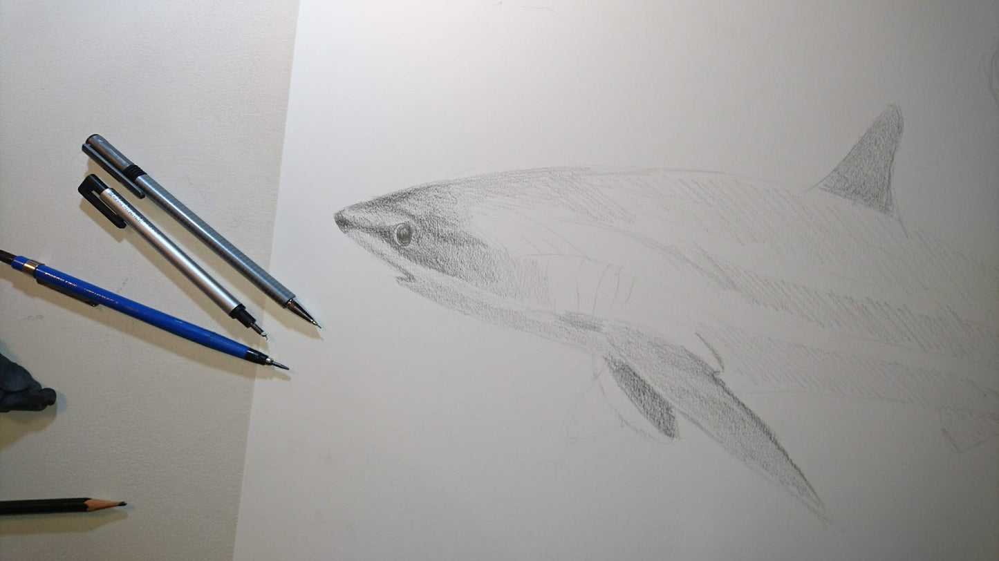 Pelagic Thresher Shark