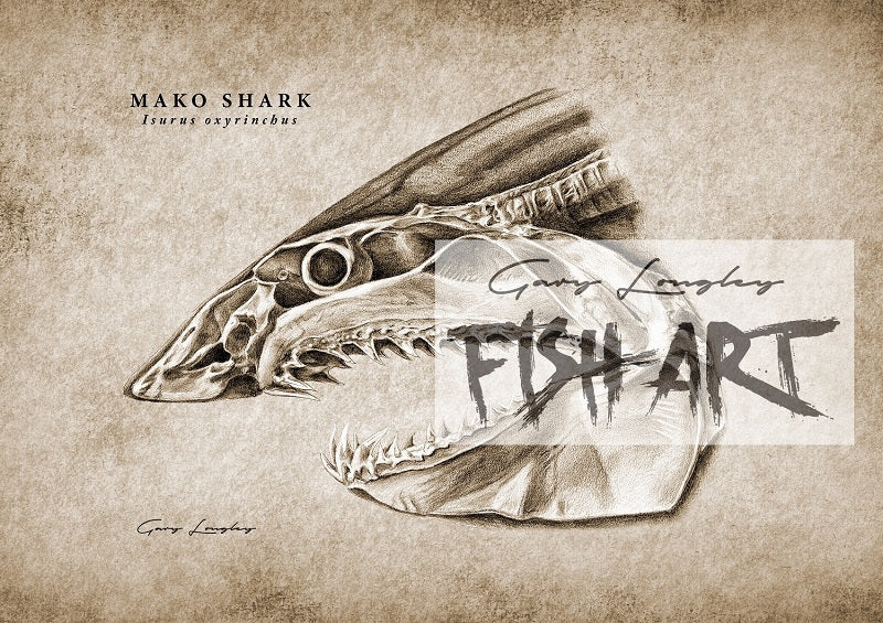 Mako Skull - LIMITED EDITION 10 ONLY