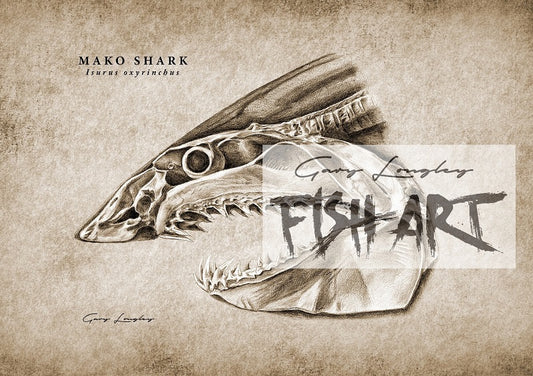 Mako Skull - LIMITED EDITION 10 ONLY