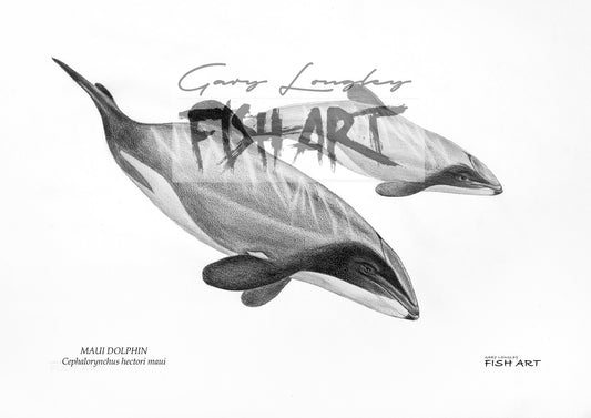 Maui Dolphins - LIMITED EDITION 21 ONLY