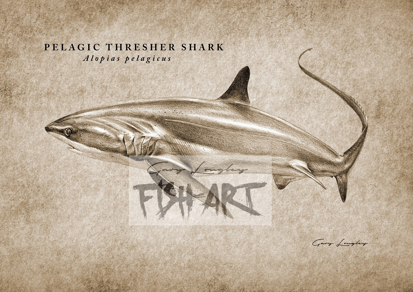 Pelagic Thresher Shark - LIMITED EDITION 21 ONLY