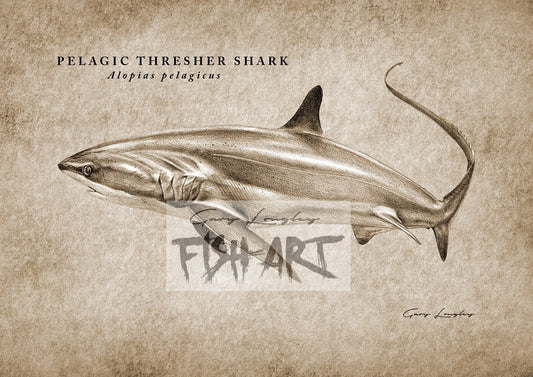 Pelagic Thresher Shark - LIMITED EDITION 21 ONLY