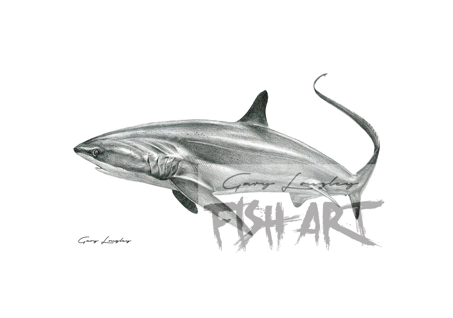 Pelagic Thresher Shark