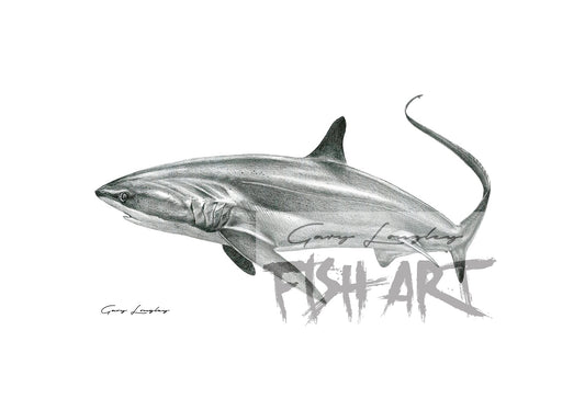 Pelagic Thresher Shark