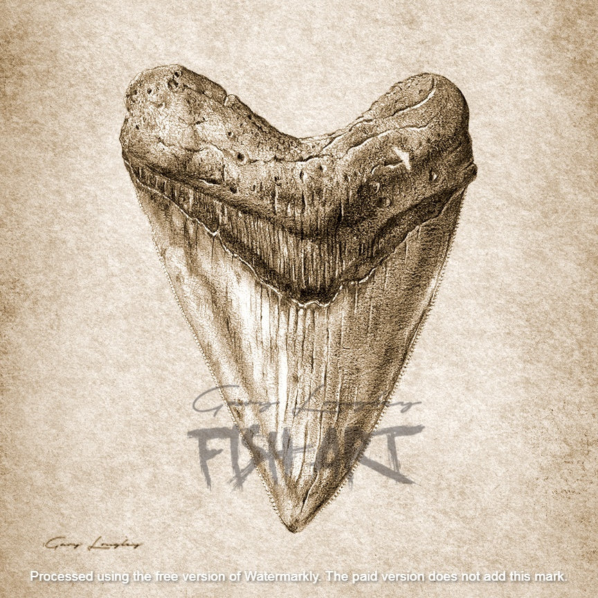 Megalodon Tooth – Gary Longley FISH ART