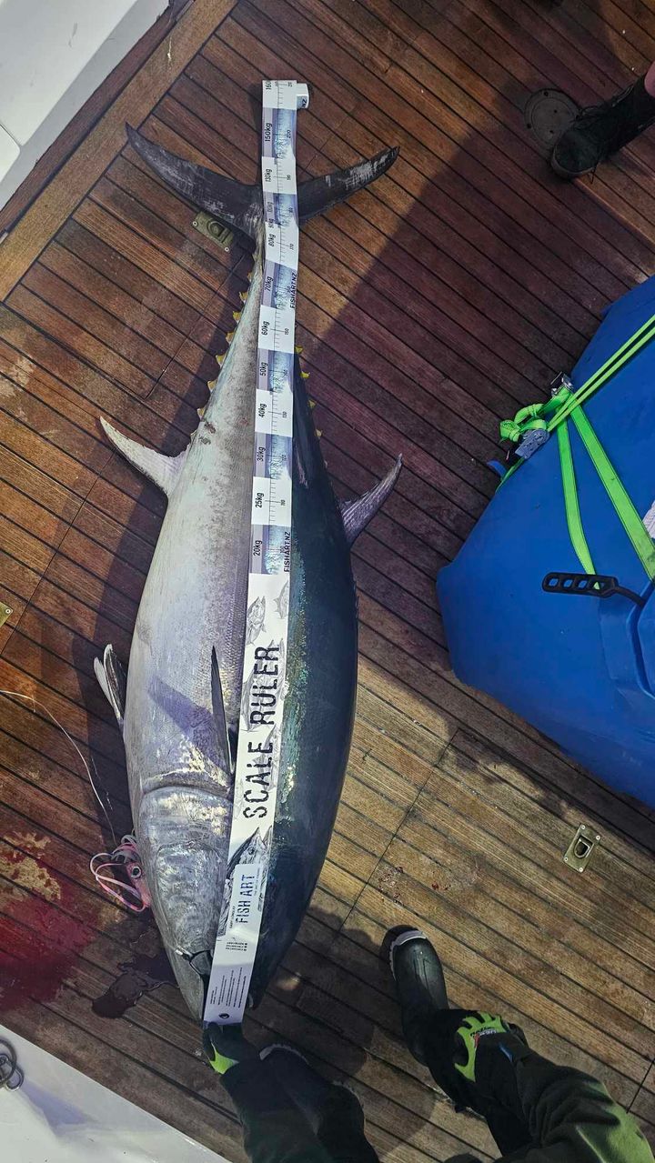 Scale Ruler - Southern Bluefin Tuna