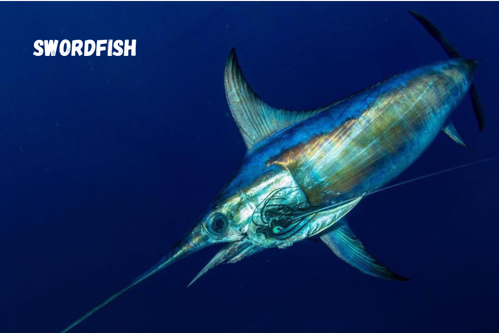 Scale Ruler - Swordfish