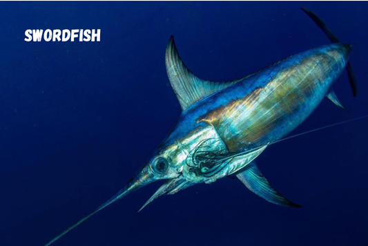 Scale Ruler - Swordfish