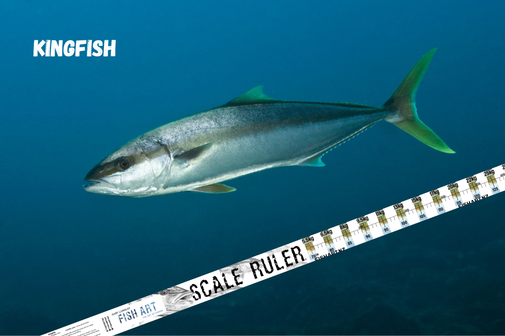 Scale Ruler - Kingfish