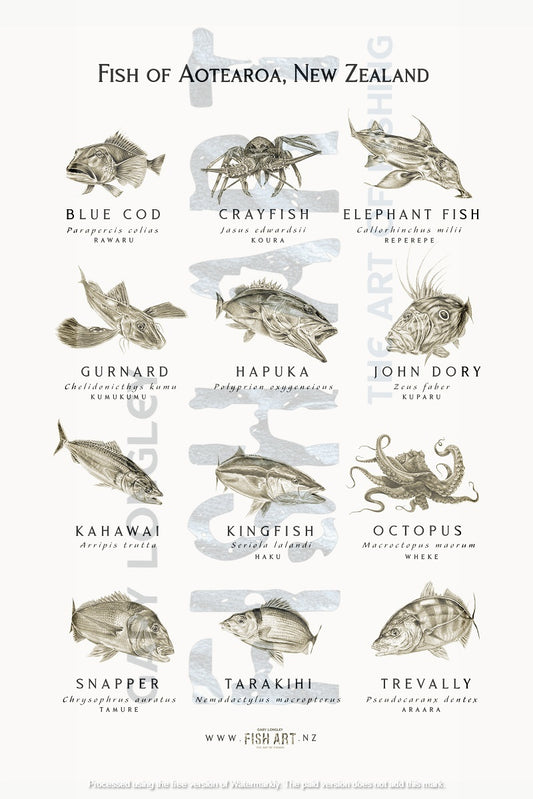 Fish of Aotearoa NZ