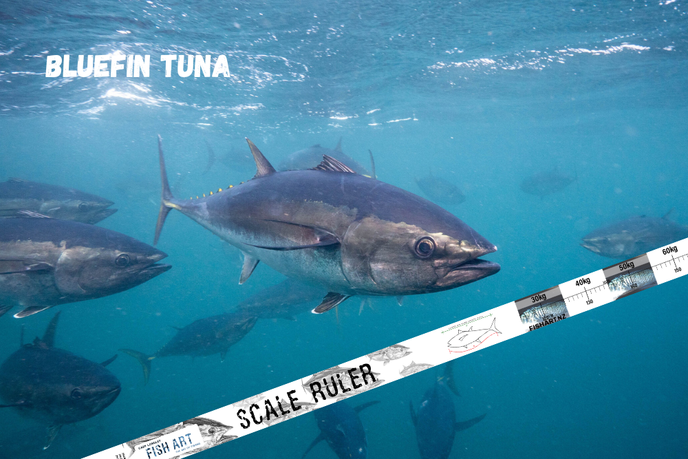 Scale Ruler - Southern Bluefin Tuna