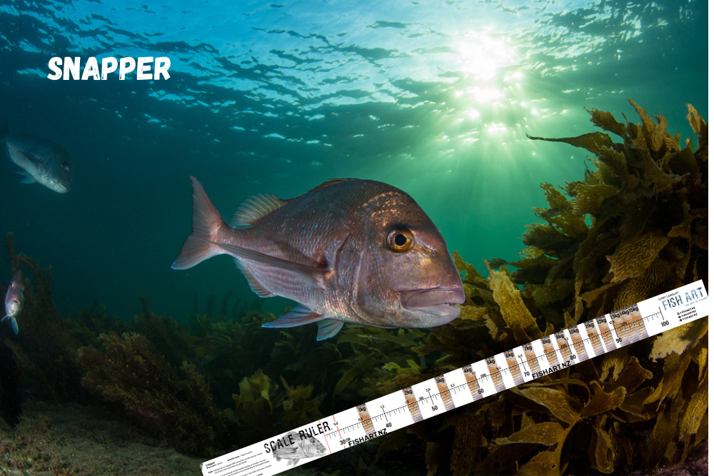 Scale Ruler - Snapper