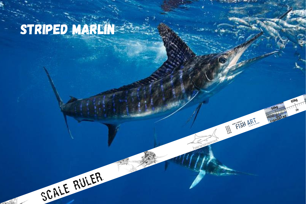 Scale Ruler - Striped Marlin