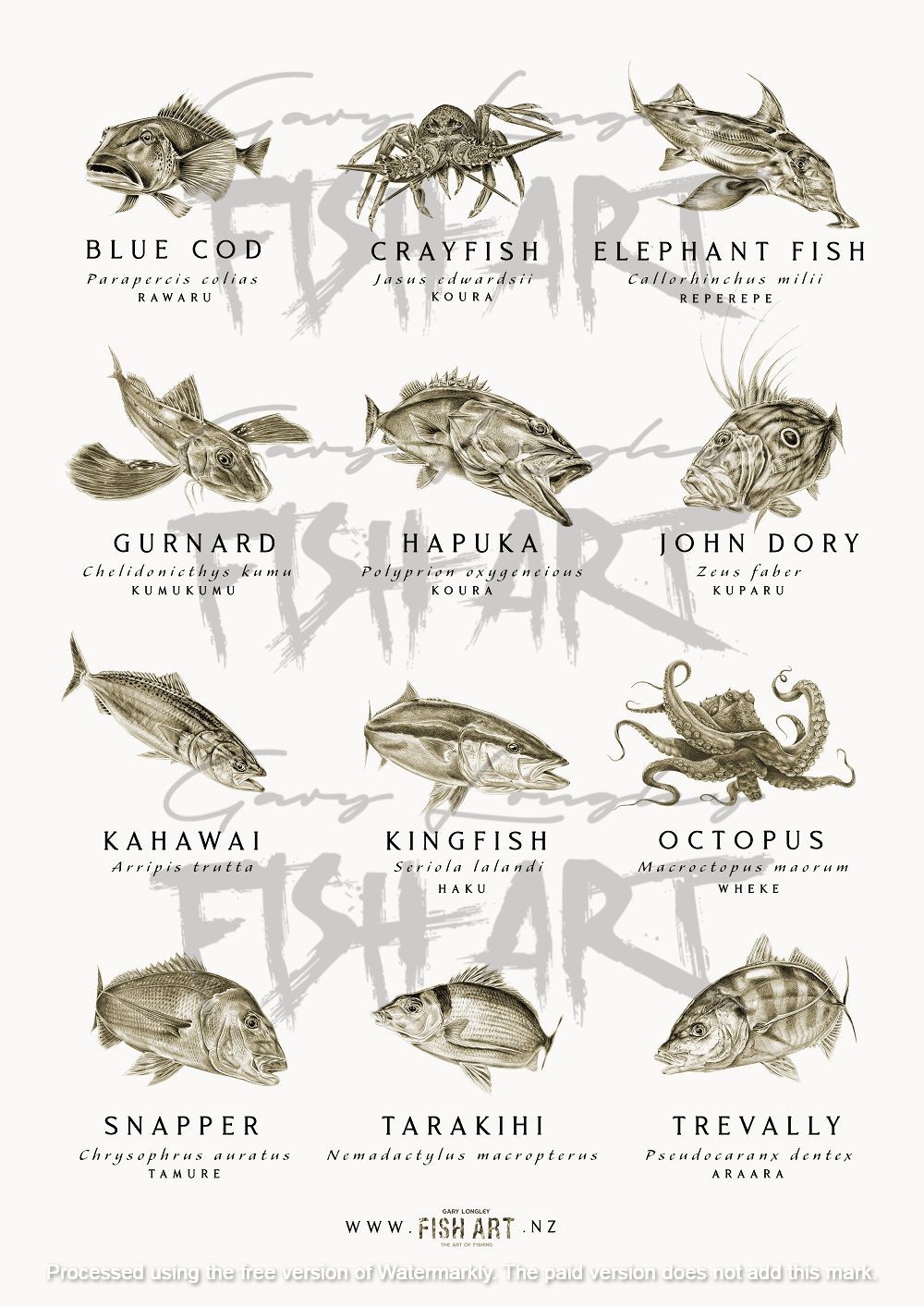 Fish of Aotearoa NZ