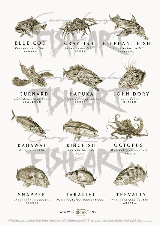 Fish of Aotearoa NZ