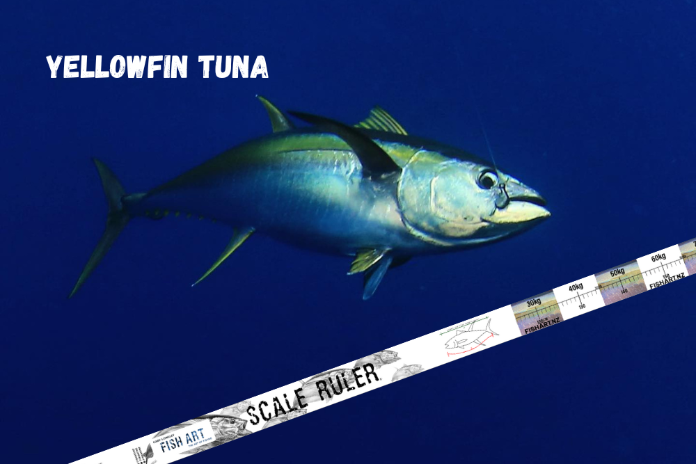 Scale Ruler - Yellowfin Tuna