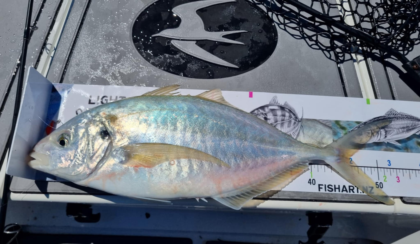 Scale Ruler - Light Game