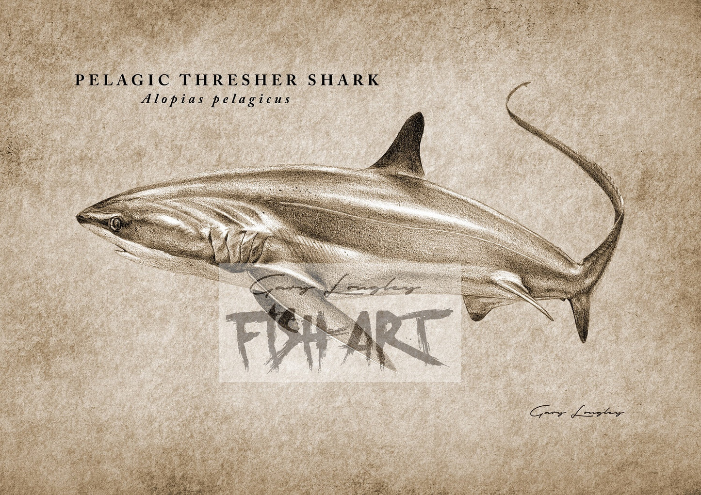 Pelagic Thresher Shark - LIMITED EDITION 21 ONLY